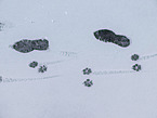 dog footmarks