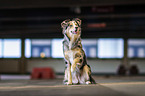sitting Australian-Shepherd-Border-Collie