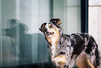 Australian-Shepherd-Border-Collie