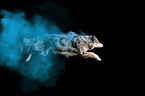 jumping Australian-Shepherd-Border-Collie