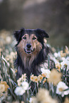 Border-Collie-Mongrel Portrait