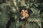 Border-Collie-Mongrel Portrait