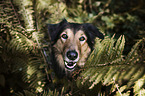 Border-Collie-Mongrel Portrait