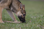 snuffling mongrel