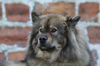 mongrel portrait