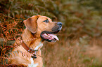 mongrel portrait