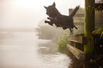jumping mongrel