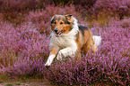 running mongrel