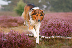 jumping mongrel