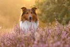 mongrel portrait