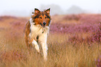 running mongrel