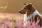 mongrel portrait
