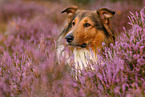mongrel portrait