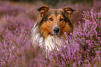 mongrel portrait