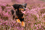 running mongrel