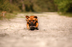 running mongrel