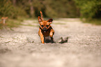 running mongrel