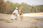 dogs