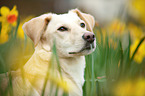 mongrel portrait
