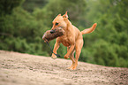 running mongrel