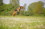 jumping mongrel