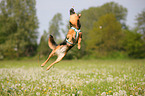 jumping mongrel