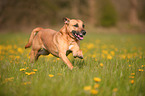 running mongrel