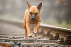 running mongrel