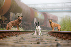 dogs