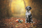 young Australian-Shepherd-Labrador mongrel