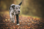 young Australian-Shepherd-Labrador mongrel