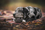 young Australian-Shepherd-Labrador mongrel