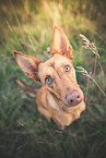 Pharaoh hound mongrel