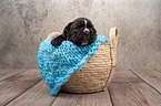 Boxer-Mongrel puppy in basket
