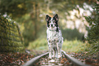 Schferhund-Mongrel