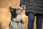 Schferhund-Mongrel