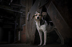 Hound-Mongrel