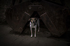 Hound-Mongrel
