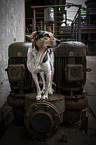 Hound-Mongrel