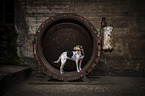 Hound-Mongrel