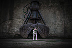 Hound-Mongrel