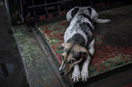 lying Hound-Mongrel