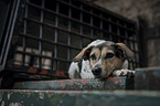 lying Hound-Mongrel