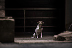 sitting Hound-Mongrel