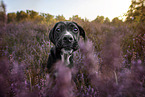 young Cane-Corso-Mongrel