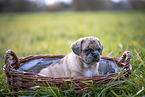 mongrel puppy