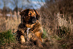 lying Leonberger-Bernese-Mountain-Dog