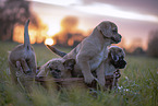 mongrel puppies