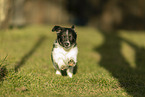mongrel puppy