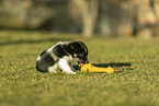 mongrel puppy